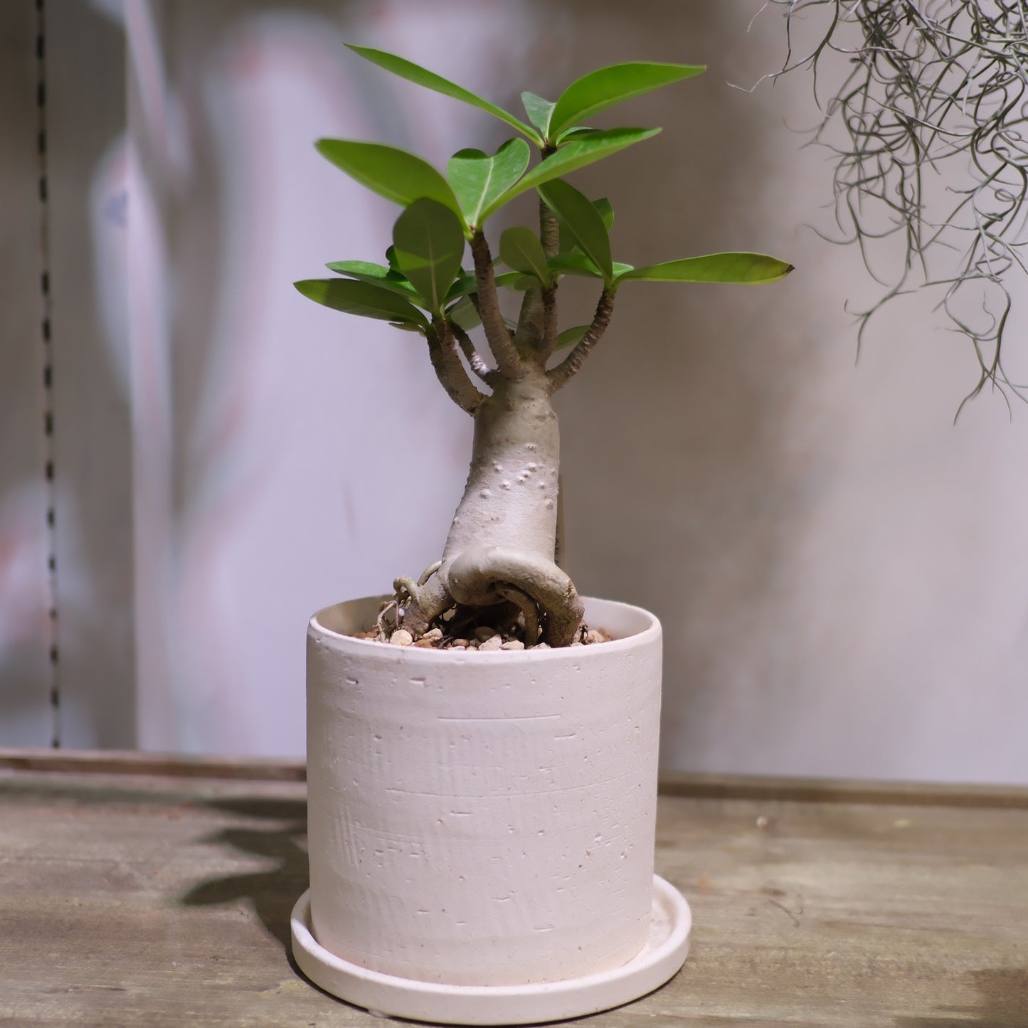 Adenium arabicum