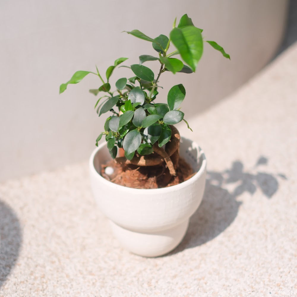生命力あふれる観葉植物|ガジュマル(Ficus microcarpa)ホワイト陶器鉢付き