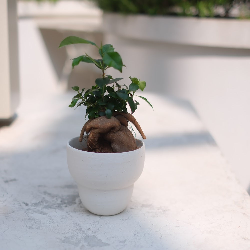 生命力あふれる観葉植物|ガジュマル(Ficus microcarpa)ホワイト陶器鉢付き
