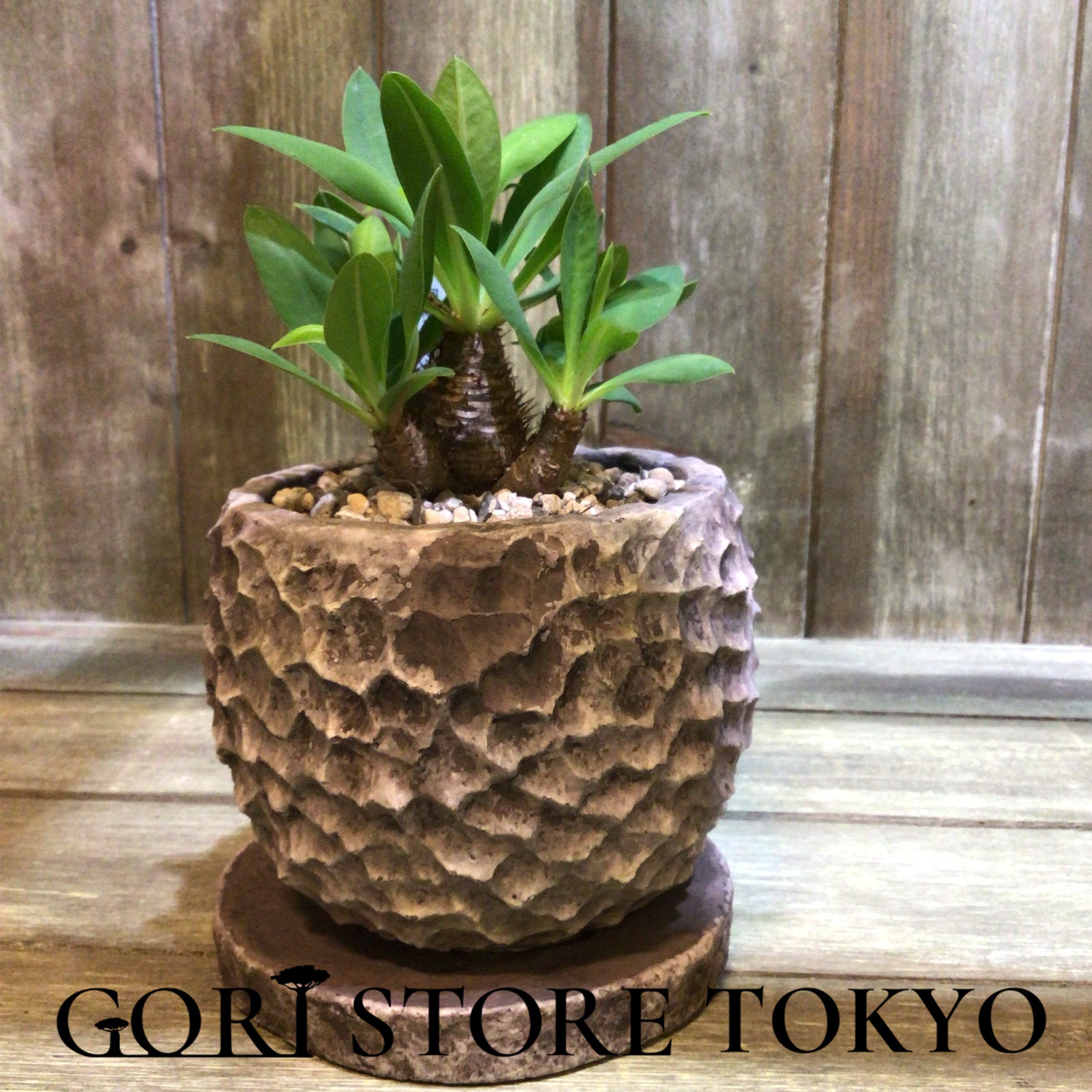 Euphorbia ユーフォルビア・ブレビフォリア実生株｜GORI STORE