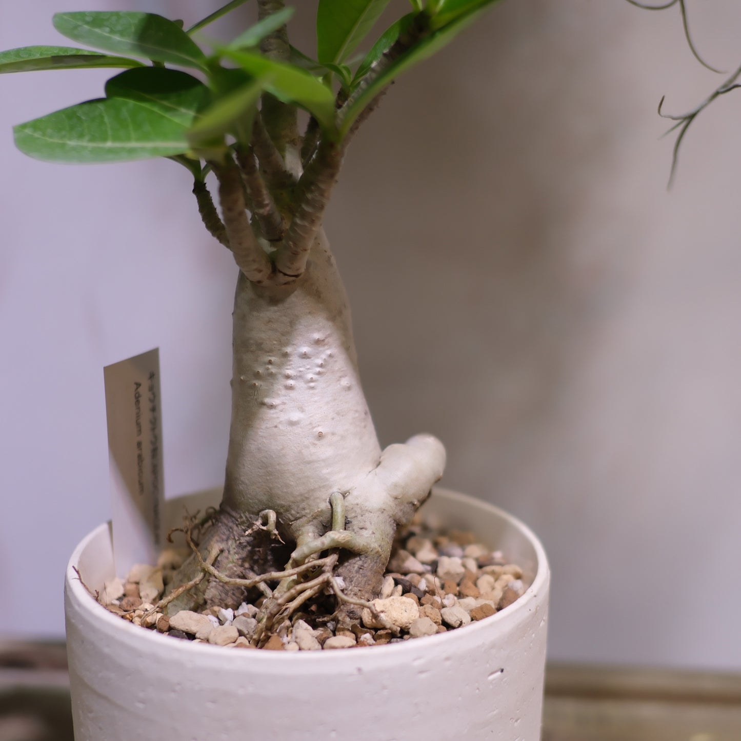 Adenium arabicum