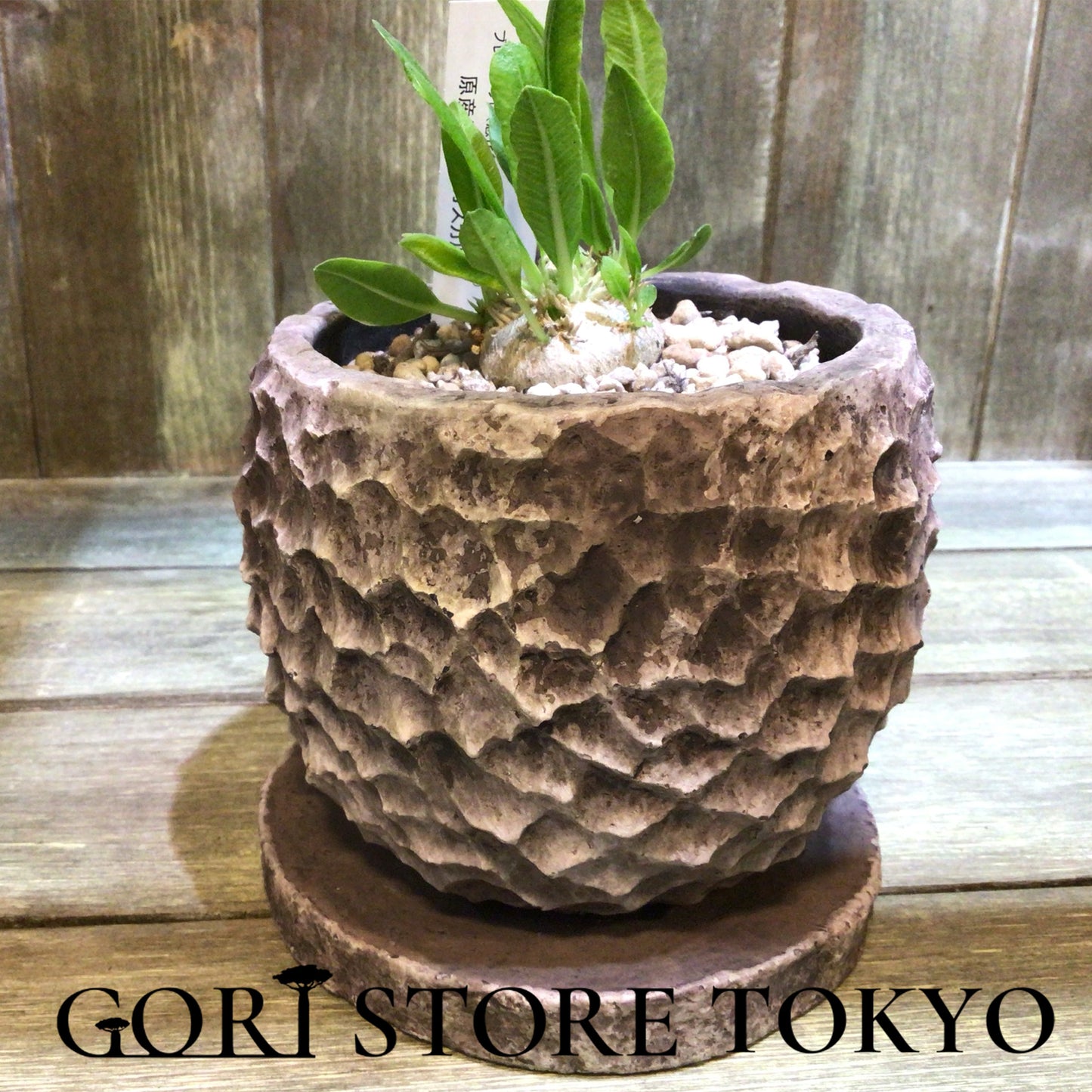 Pachypodium パキポディウム・ブレビカウレ実生株