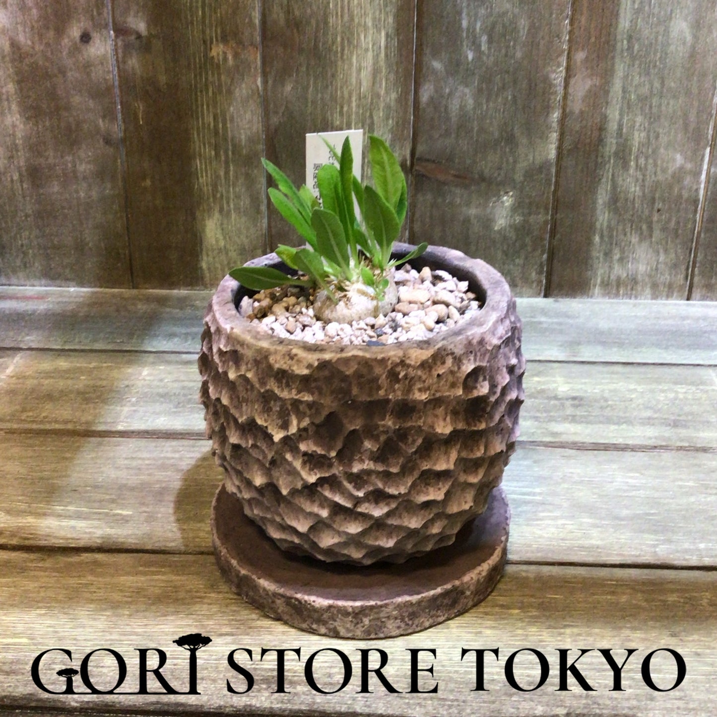 Pachypodium パキポディウム・ブレビカウレ実生株
