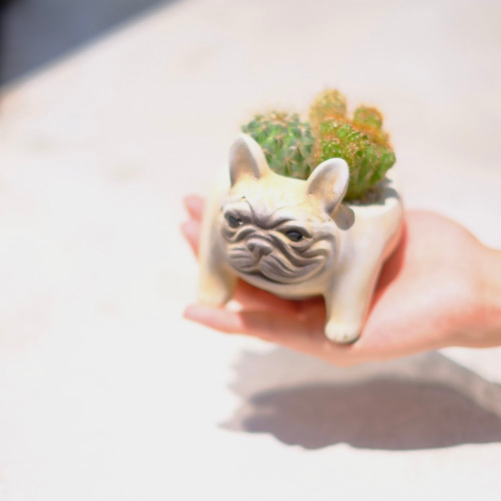 【おしゃれインテリア】フレンチブルドッグ鉢(クリーム)のサボテン寄せ植え|育てやすい多肉植物|ギフトにもおすすめ