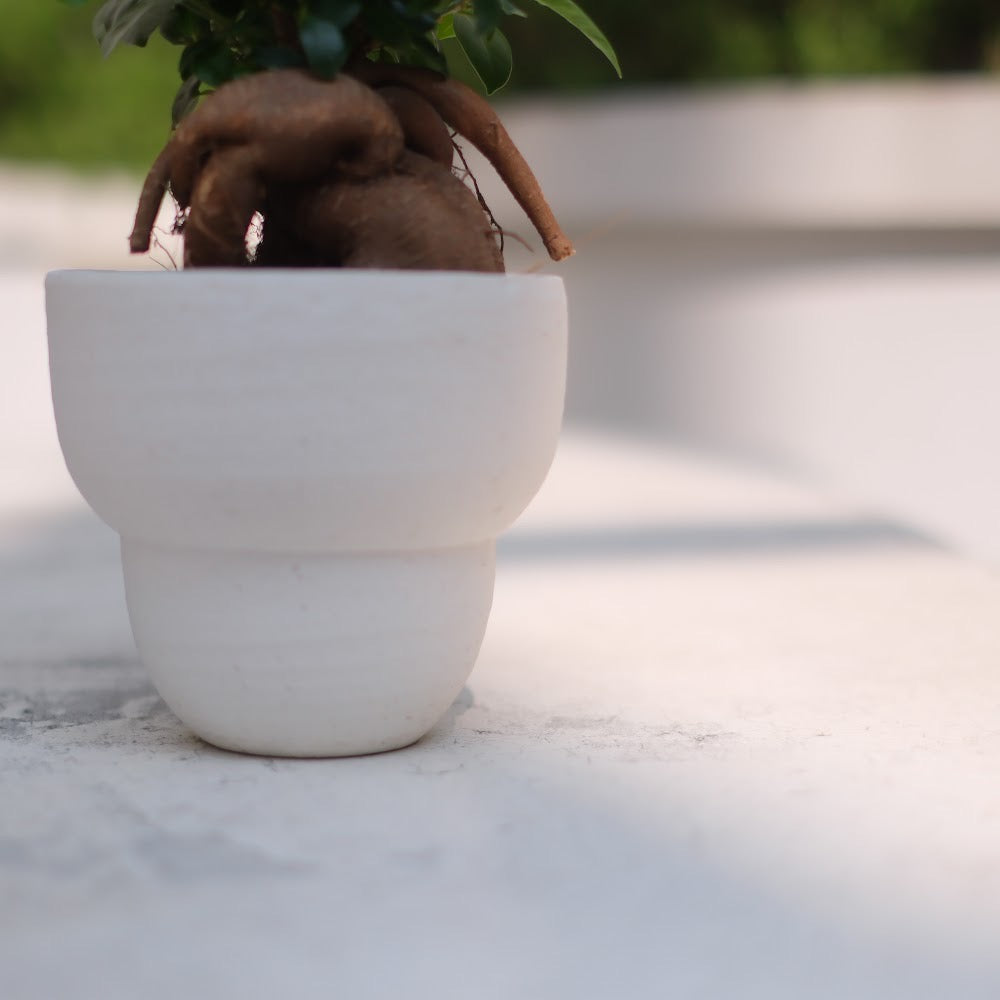 生命力あふれる観葉植物|ガジュマル(Ficus microcarpa)ホワイト陶器鉢付き
