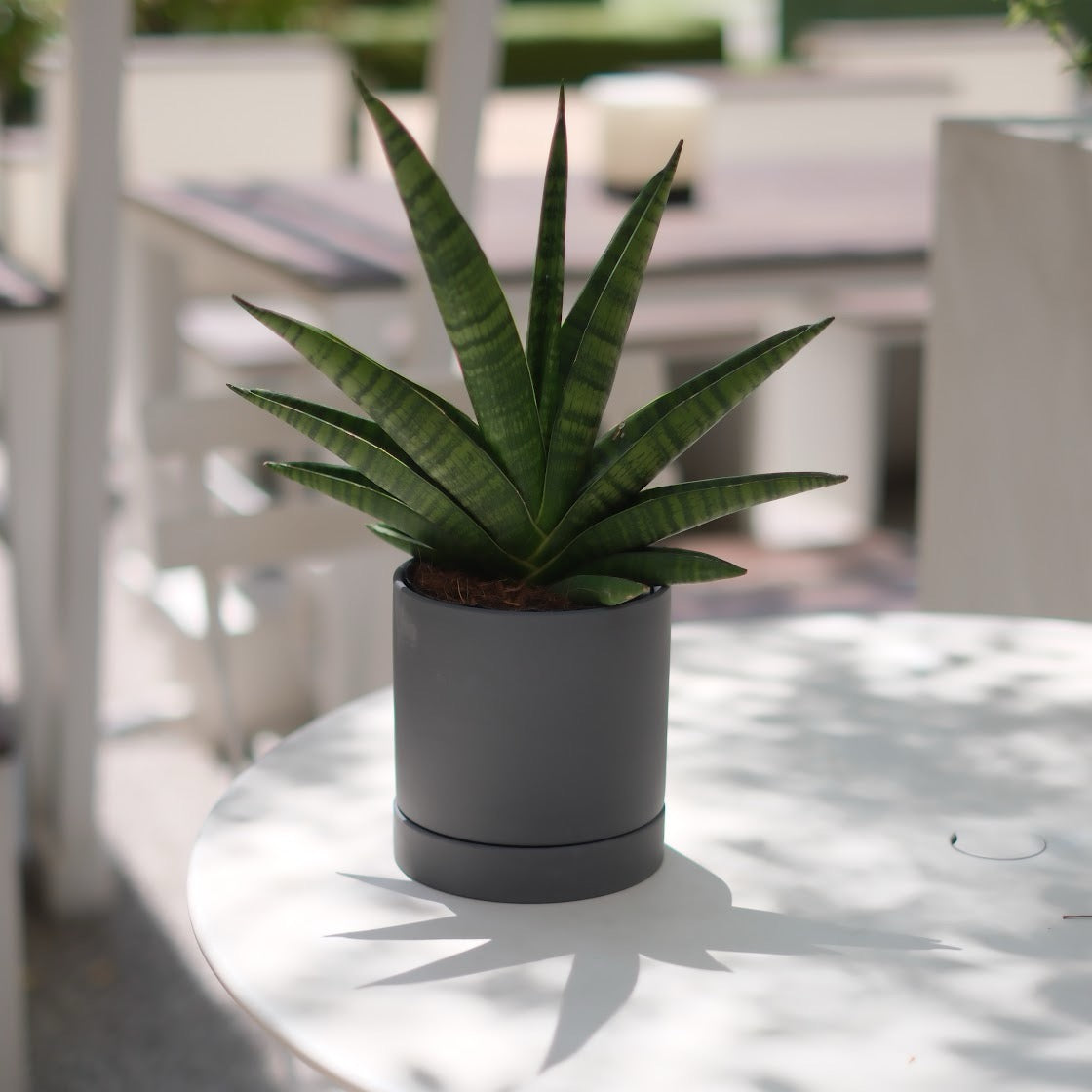 【希少品種】サンスベリア・インディ(Sansevieria indey)ダークグレー陶器鉢付き|肉厚ロゼット葉×モダン鉢でインテリアグリーンに最適