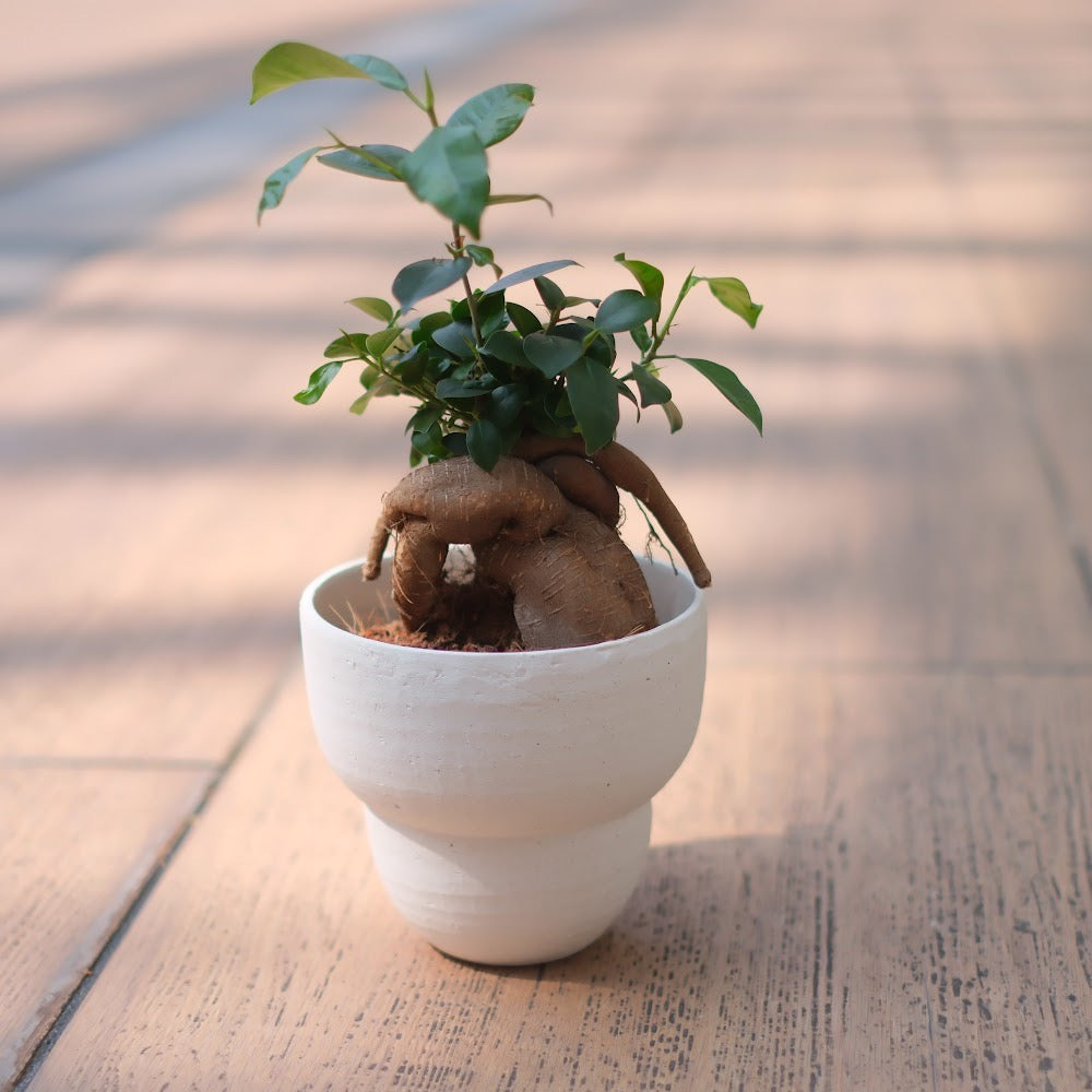 生命力あふれる観葉植物|ガジュマル(Ficus microcarpa)ホワイト陶器鉢付き