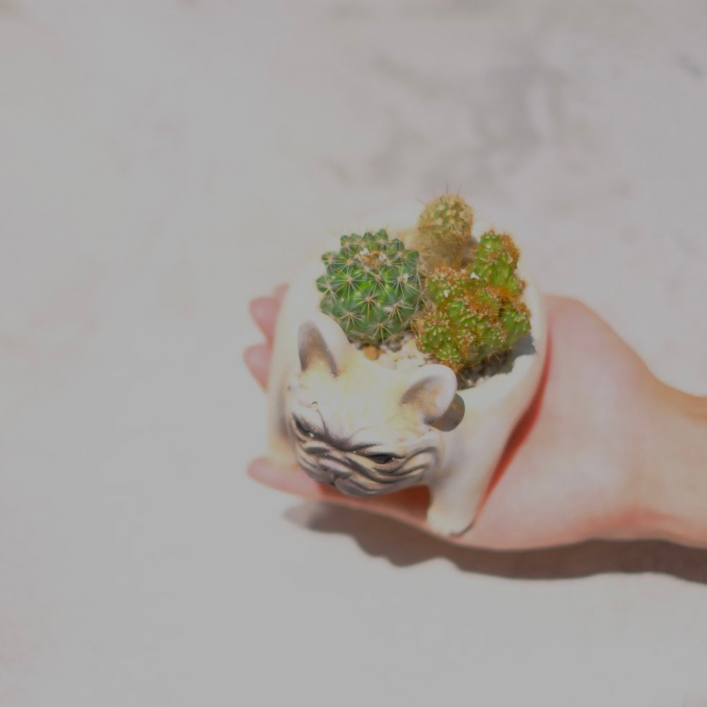 【おしゃれインテリア】フレンチブルドッグ鉢(クリーム)のサボテン寄せ植え|育てやすい多肉植物|ギフトにもおすすめ