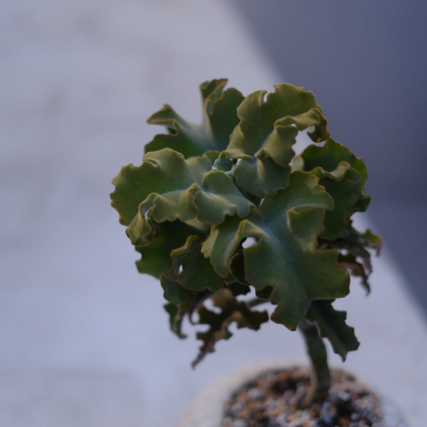 カランコエ・ベハレンシス【多肉植物・インテリアグリーン】