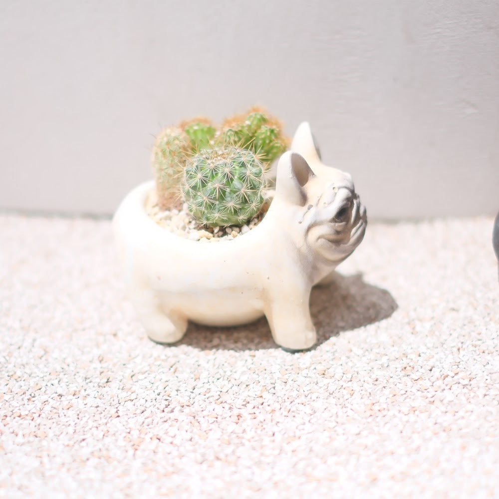 【おしゃれインテリア】フレンチブルドッグ鉢(クリーム)のサボテン寄せ植え|育てやすい多肉植物|ギフトにもおすすめ