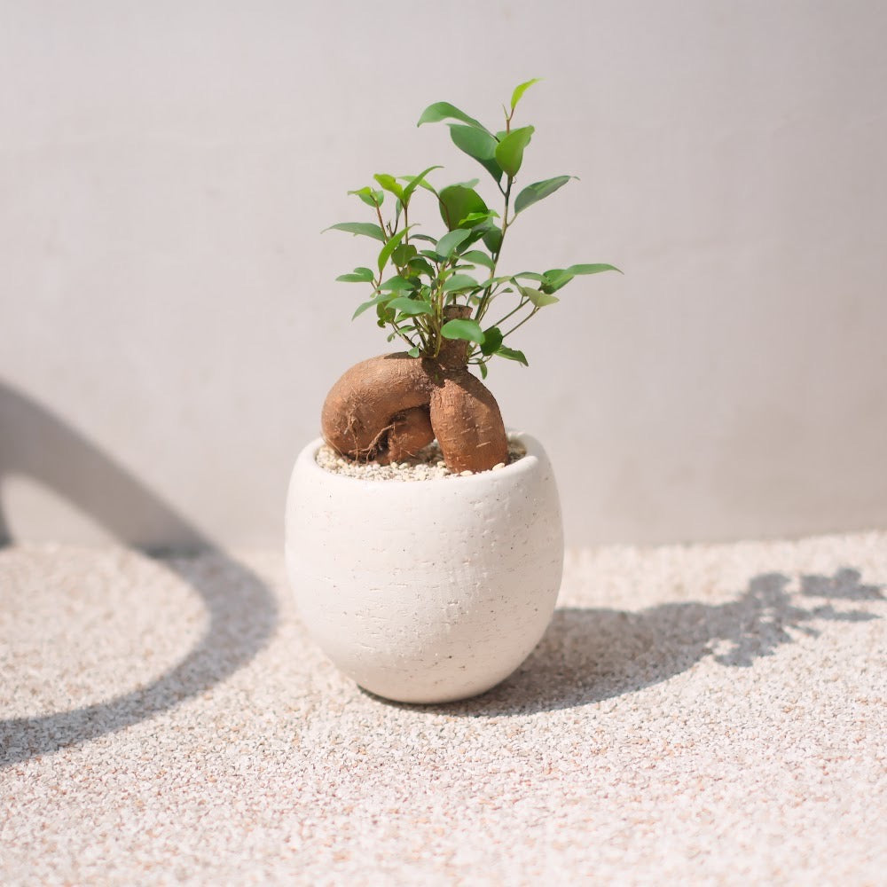 精霊が宿る観葉植物|ガジュマル(Ficus microcarpa)