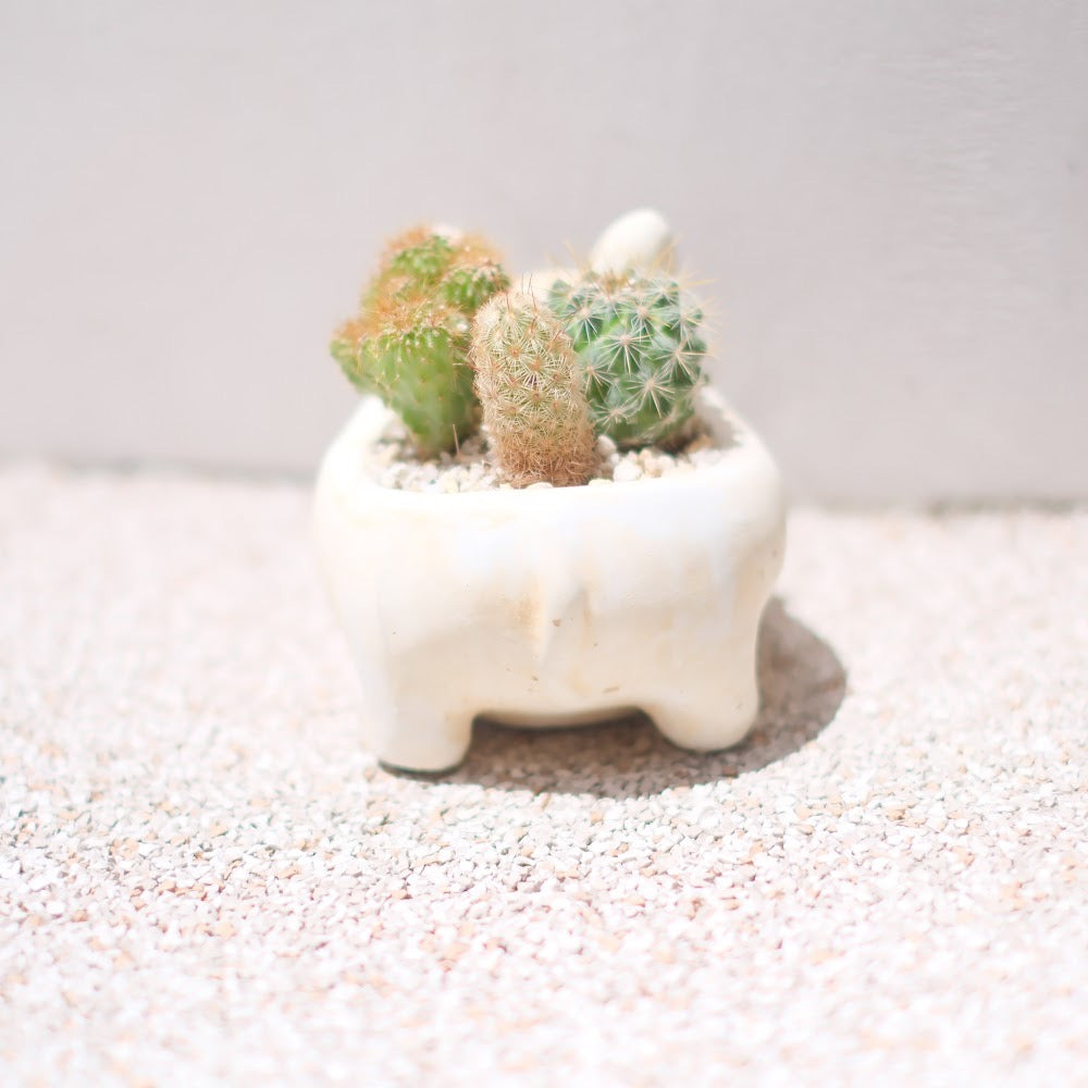 【おしゃれインテリア】フレンチブルドッグ鉢(クリーム)のサボテン寄せ植え|育てやすい多肉植物|ギフトにもおすすめ