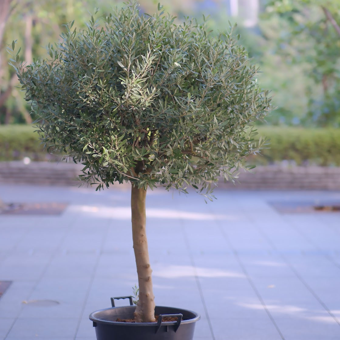 【一点物】【極太オリーブ・シプレッシーノ スタンドボウル仕立て 15号】香川県産・日本一のオリーブブランドSOUJU