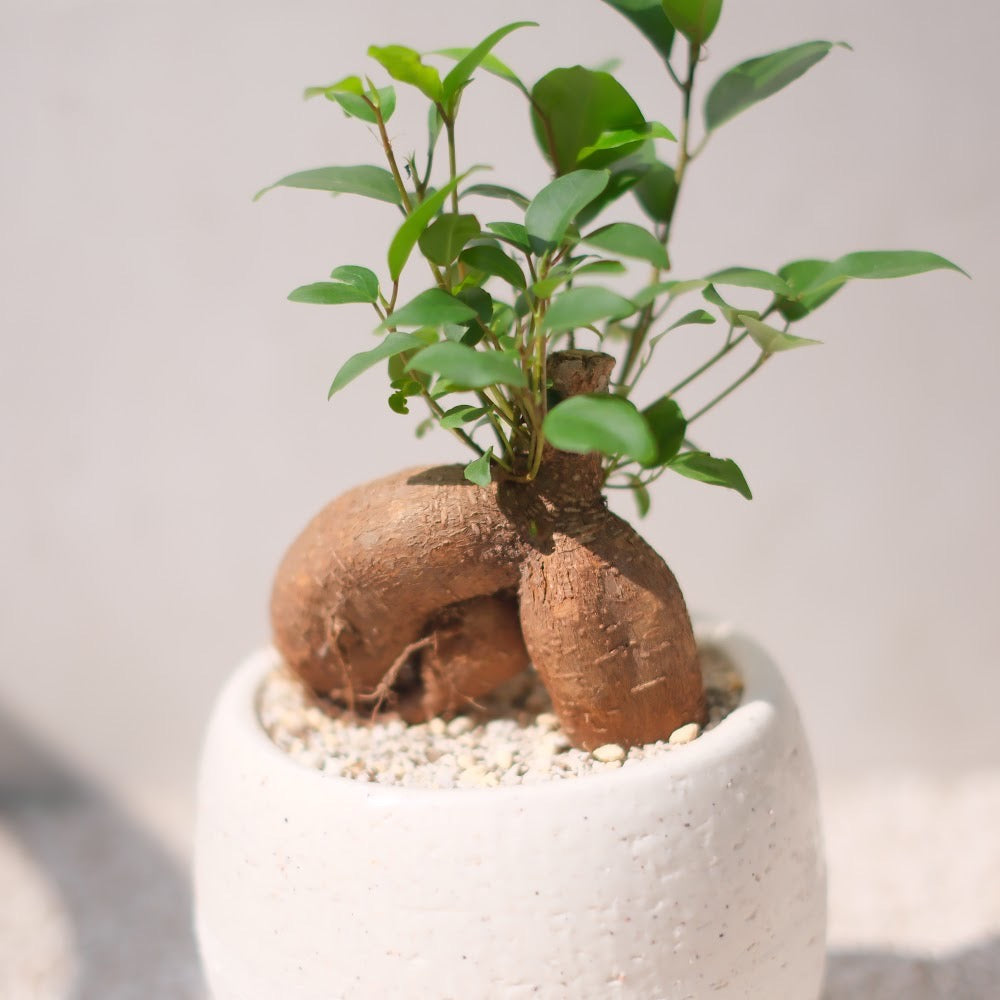 精霊が宿る観葉植物|ガジュマル(Ficus microcarpa)
