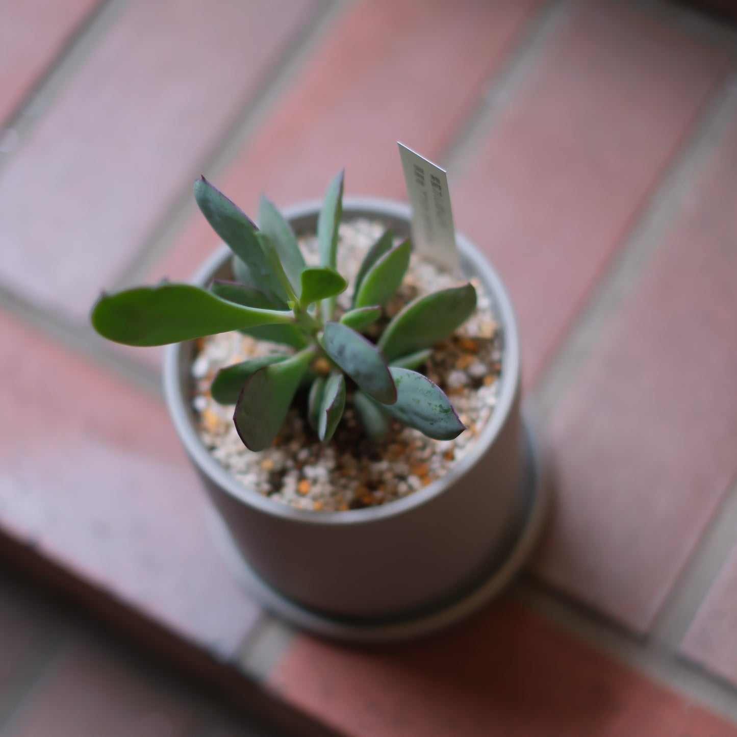【紫蛮刀|シバントウ】陶器鉢・多肉植物