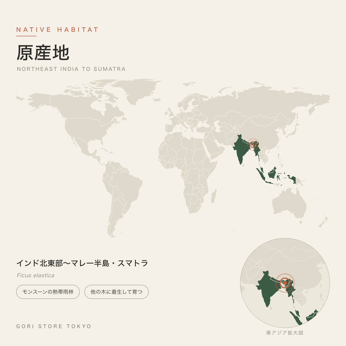 フィカス・エラスティカ(インドゴムノキ)の原産地マップ インド北東部〜マレー半島・スマトラ モンスーンの熱帯雨林 他の木に着生して育つ GORI STORE TOKYO