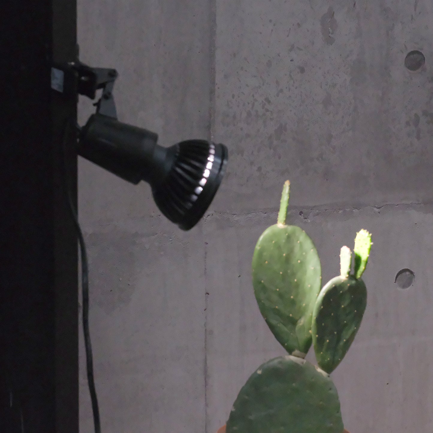 Plants NEXLIGHT 植物育成LEDライト 株から25〜30cmの距離で照らす様子