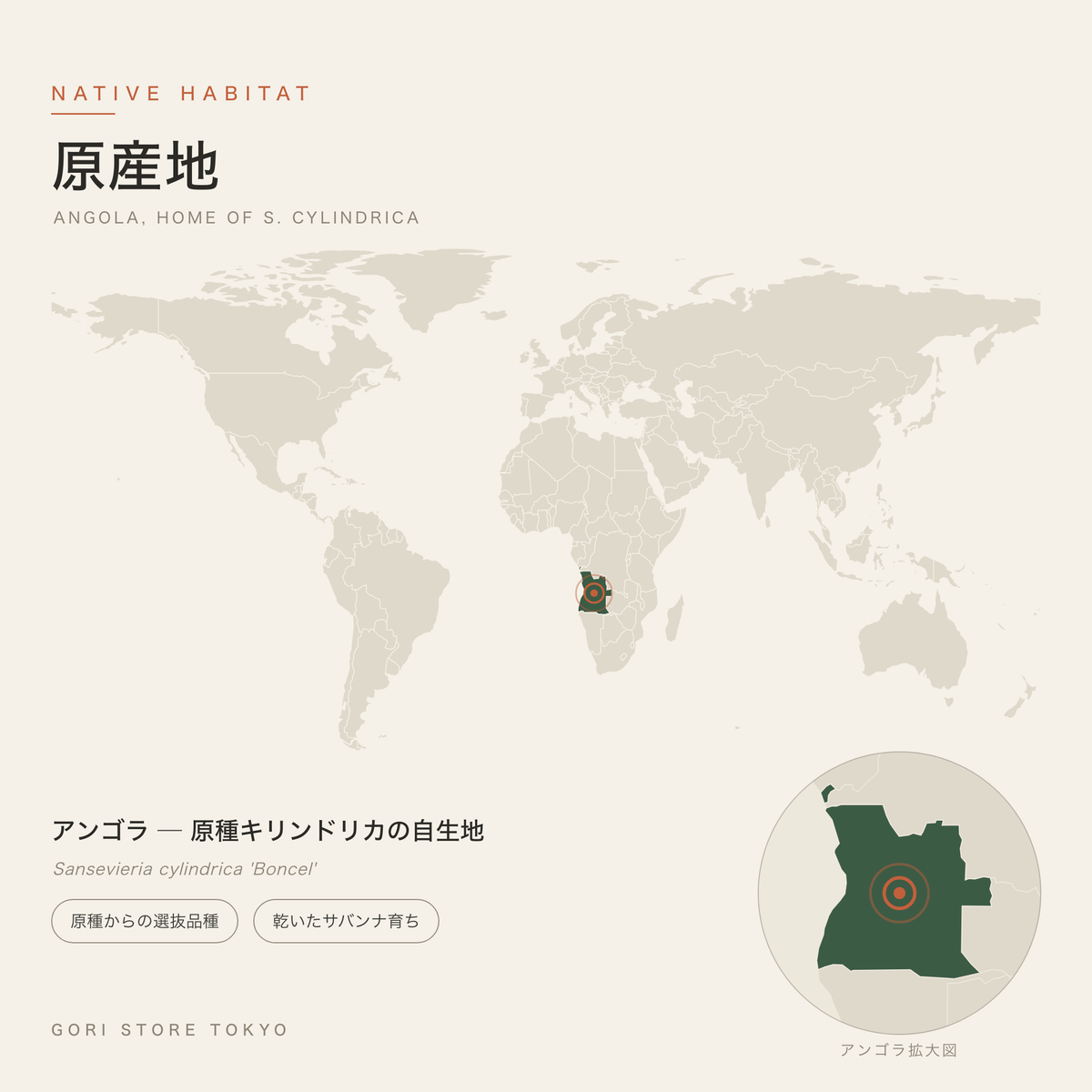 サンスベリア・ボンセレンシスの原産地マップ アンゴラ ─ 原種キリンドリカの自生地 原種からの選抜品種 乾いたサバンナ育ち GORI STORE TOKYO