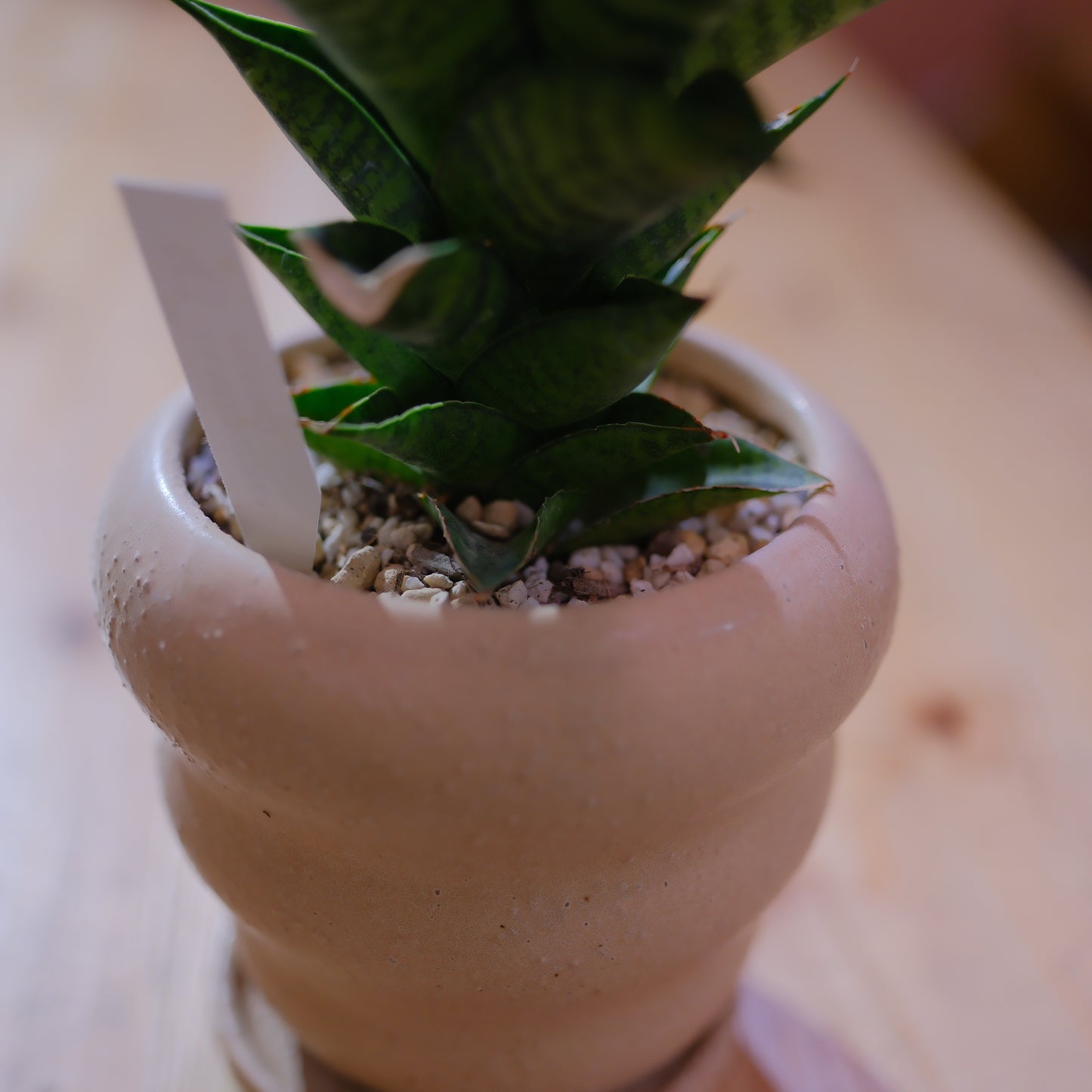 サンスベリア・ピアノの鉢元ディテール|化粧砂と陶器鉢|観葉植物|GORI STORE TOKYO(5)