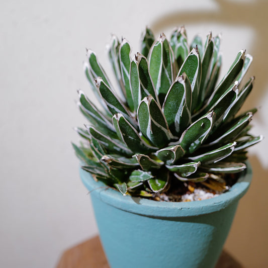 アガベ 笹乃雪とは？美しい白線とロゼットの魅力｜GORI日記