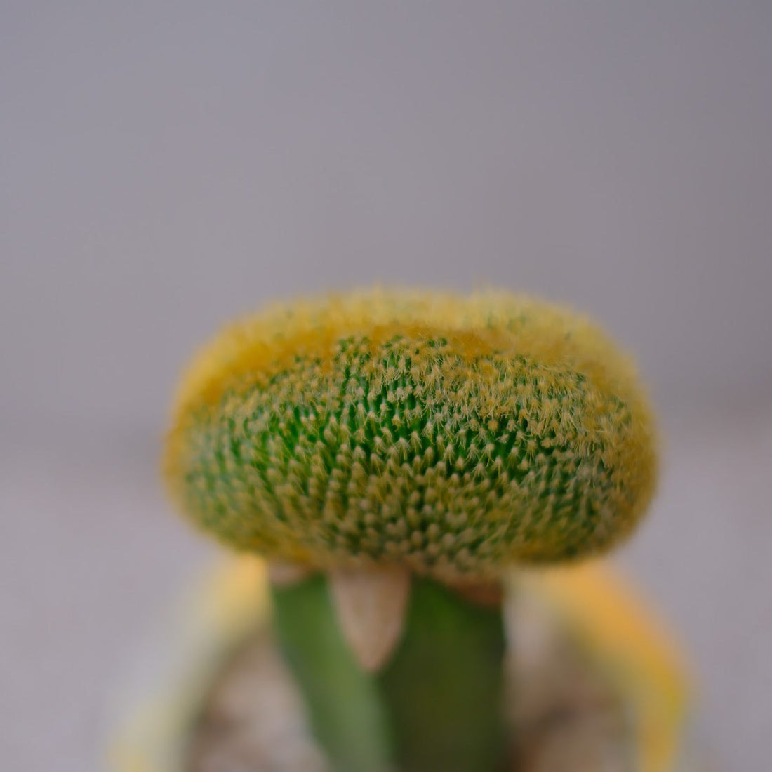 【GORI日記】結果じゃなくて、プロセスが花を咲かせる