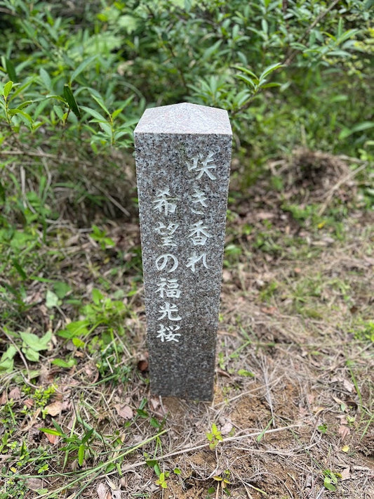 2026年 東京の桜開花予想｜なぜ鹿児島より東京が早いのか？桜が咲く理由も解説