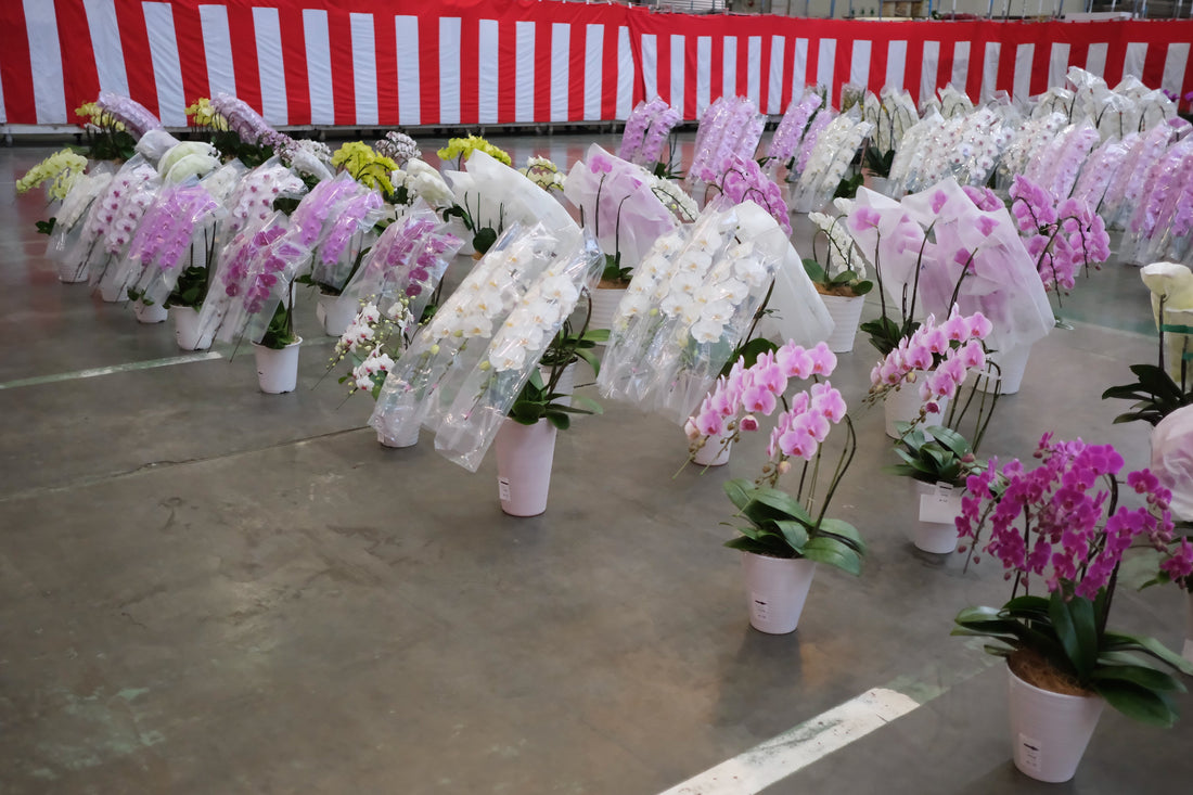 「2025年全国洋らん品評会へ参加｜厳しい時こそ花が必要と感じた一日」