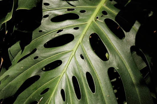 JR値上げが始まった日｜ホワイトデーに考えた電車と暮らしの関係【GORI日記】