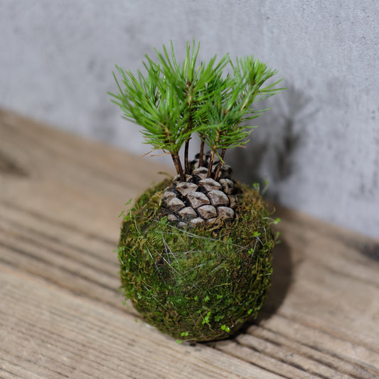 苔玉