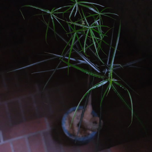 静けさを飾る植物。夜の階段に佇むボトルツリー