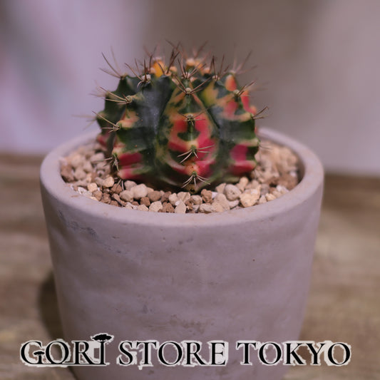 ギムノカリキウム　（サボテン）