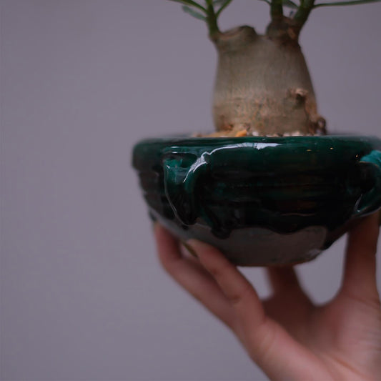 GORI  plants のご紹介