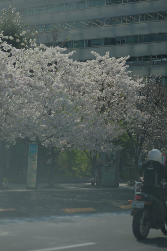 ケニア花卉産業の危機｜輸送混乱と価格高騰が日本の花市場にも影響？