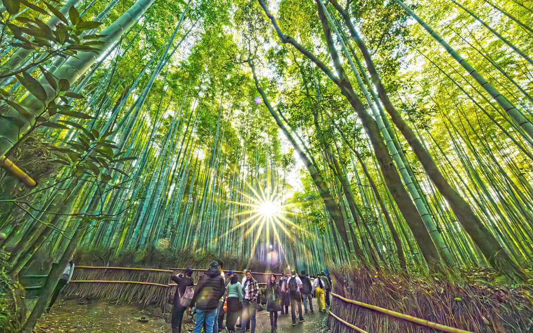 竹という植物の底力、工芸・建築・衣類・食まで、日本の宝がここにある【GORI日記】