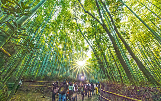 竹という植物の底力、工芸・建築・衣類・食まで、日本の宝がここにある【GORI日記】