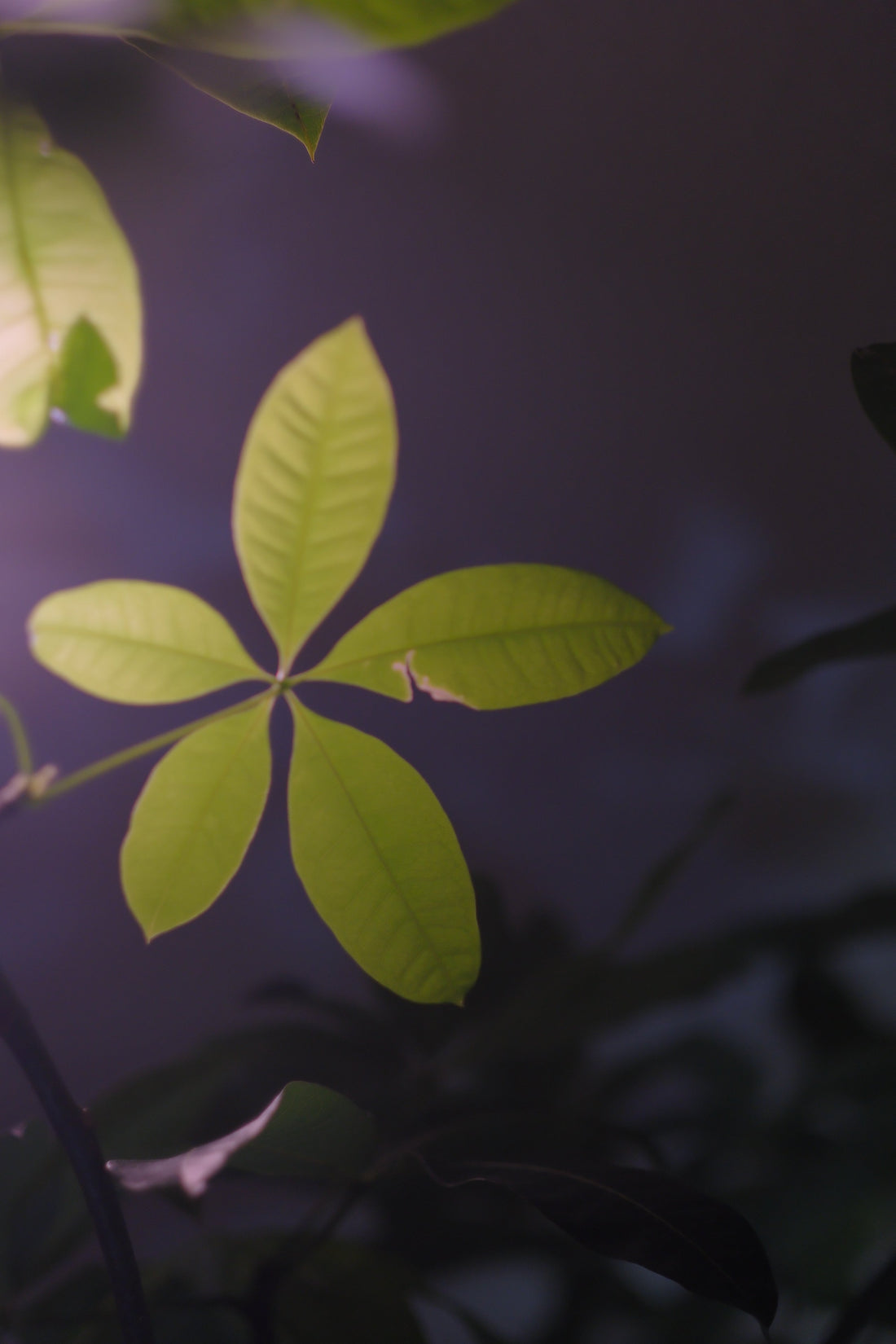 GORI日記：日本がどんどん外国に買われていく
