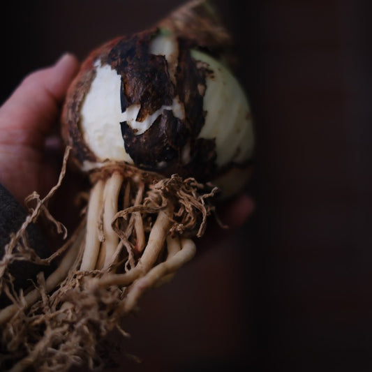 「水も土も不要！自然のマジック『マジックアマリリス』の魅力」