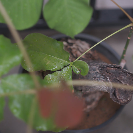 植物にも“ヴィンテージ”はある？ GORI流・植物との向き合い方【GORI日記】