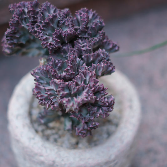 多肉植物　ユーフォルビア綴化・ラクテア　