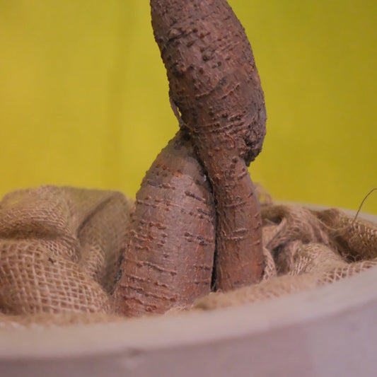 GORI日記：植木屋さんたちとのコンペと雷雨の一日