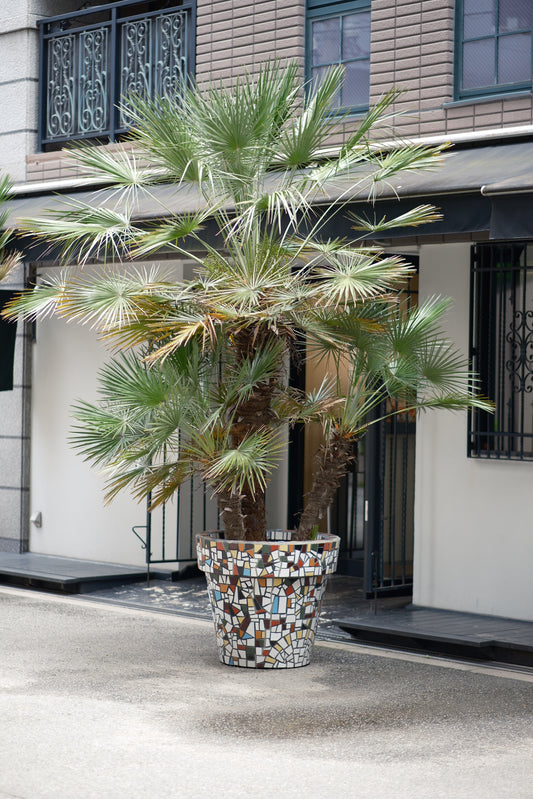 太陽に向かって成長する！