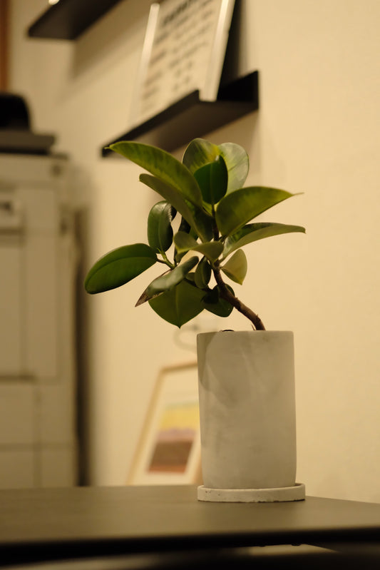 オフィスに彩りを！おしゃれな観葉植物の納品