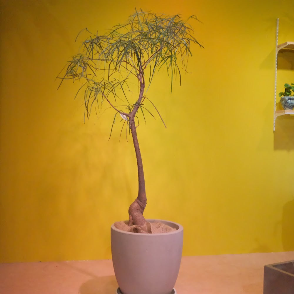ボトルツリー・ブラキキトン・ルペストリス｜塑根植物｜GORI図鑑｜GORI STORE