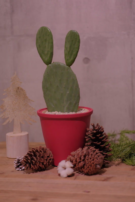 「ストイックな美しさ　ウチワサボテンの魅力」