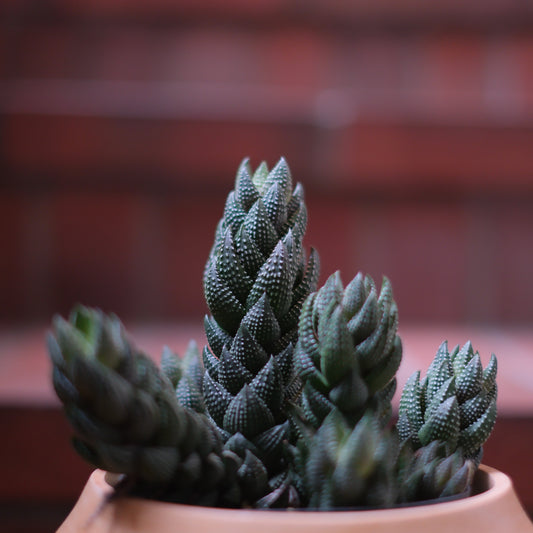 「初心者必見！ハオルチア・カルウィニー（九輪塔）の育て方と魅力」