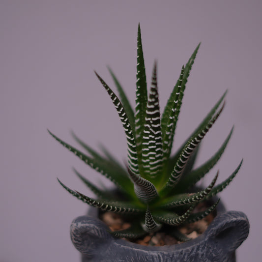 マダガスカル　植物　ハオルチア