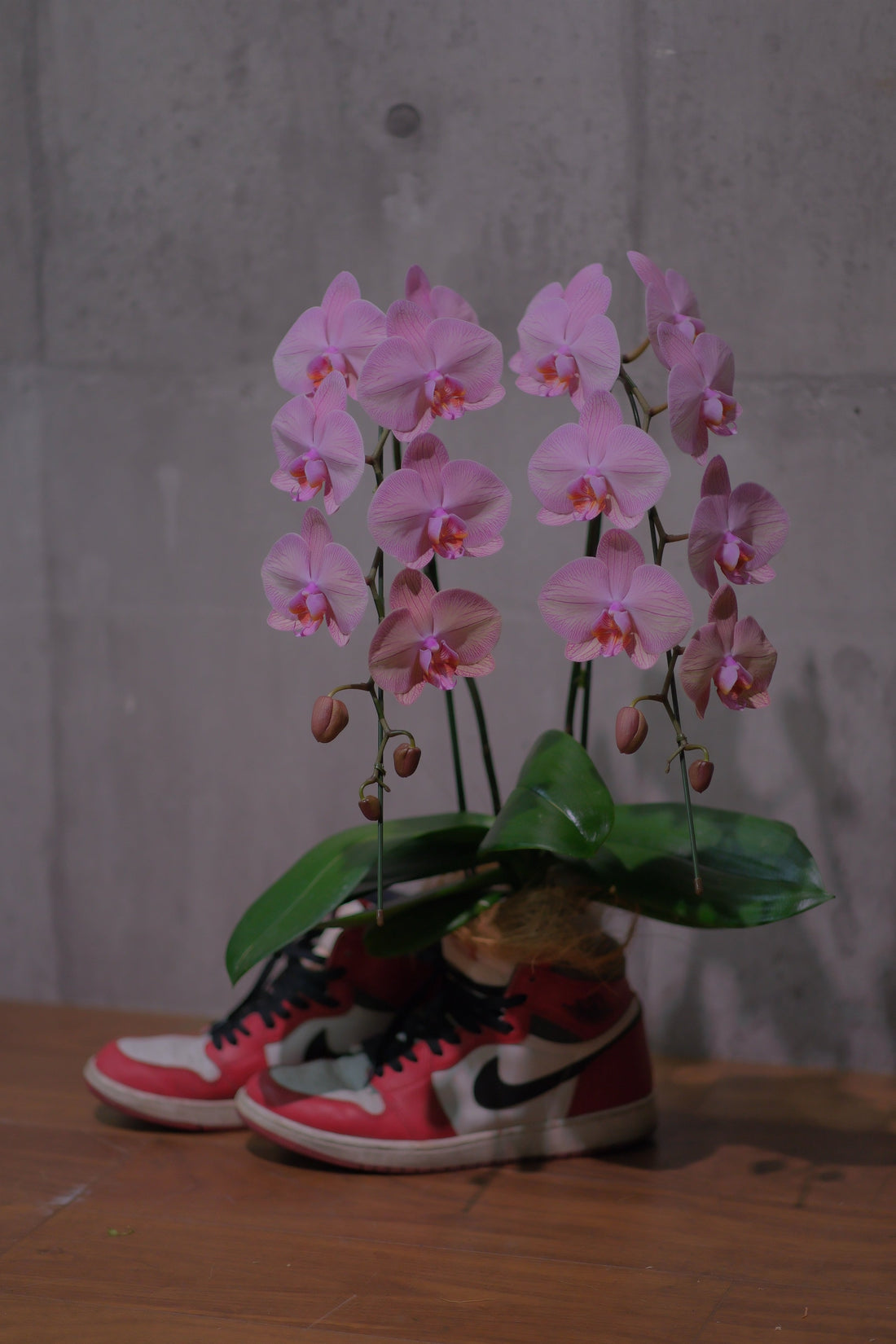 永田町の花屋が見た政権交代と胡蝶蘭の役割｜石破首相退陣の裏側