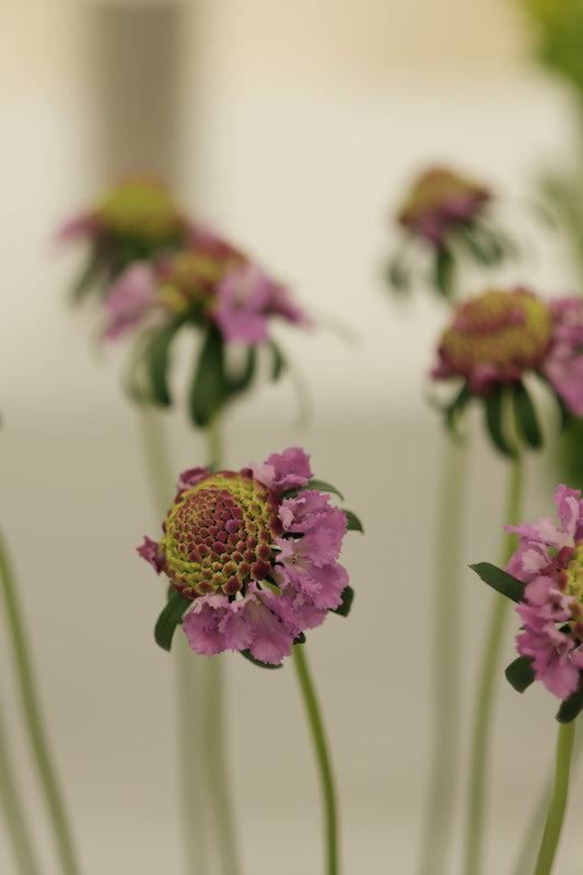 【スカビオサ】優雅で個性的な花の魅力