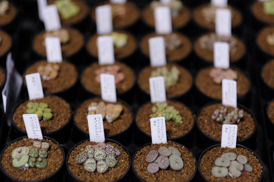 Lithops　多肉植物の不思議