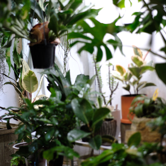 植物の力半端ない